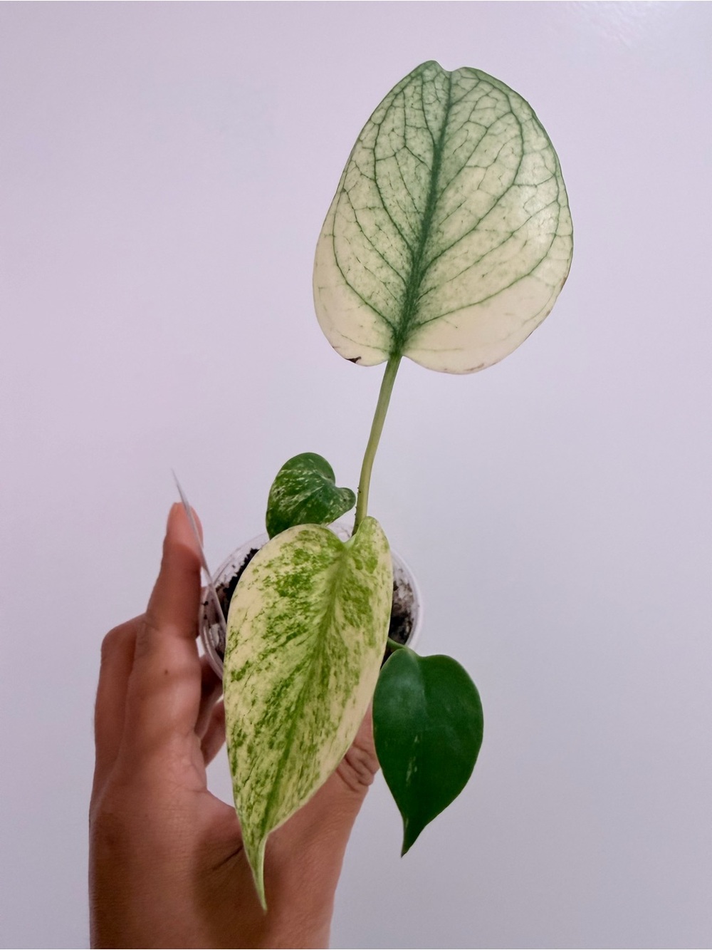 MONSTERA MINT - Picture 2 of 2